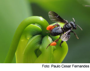 abelha trigona pcf