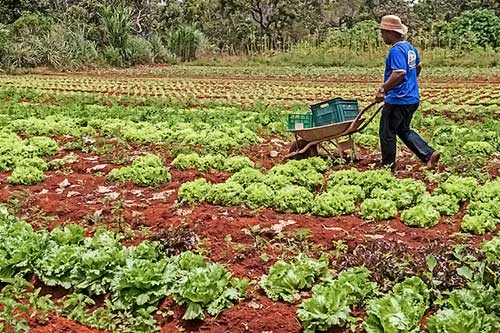 Agricultura sustentável