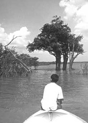 Amazônia - capa