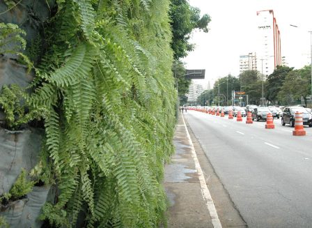 Verdejando corredor verde 23 de maio