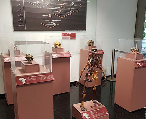 Exposição de réplicas de fósseis de hominínios