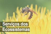 Grupo de Pesquisa Serviços dos Ecossistemas