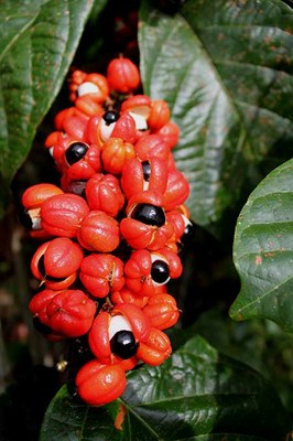 Guaraná