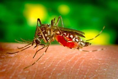 Mosquito Aedes Aegypti