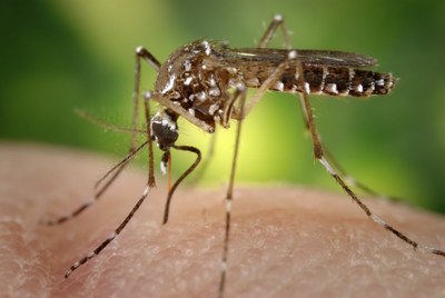 Mosquito da dengue