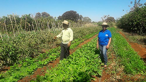 Produção agroecológica