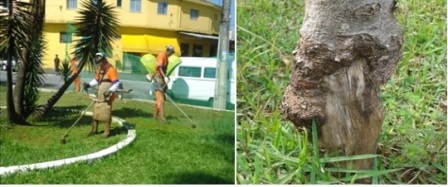 verdejando roçadeira