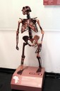 Réplica do Australopithecus afarensis (fóssil conhecido como Lucy, datada em 3,2 milhões de anos)