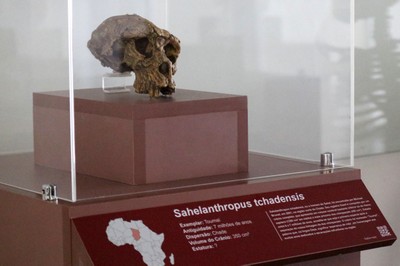 Réplica Sahelanthropus tchadensis (viveu entre 6 e 7 milhões de anos atrás)