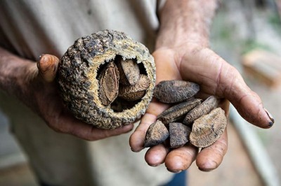 Castanha do Pará