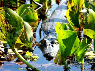 Pantanal Mato-grossense2